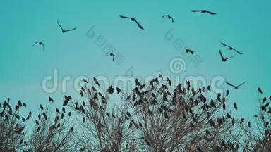 成群的生活方式鸟叫蓝天秋天从树上起飞。 一群乌鸦，黑鸟，干树。 鸟鸟
